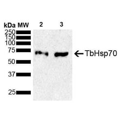 TbHsp70 Antibody, Novus Biologicals 100 &mu;g | Buy Online | Novus Biologicals | Fisher Scientific